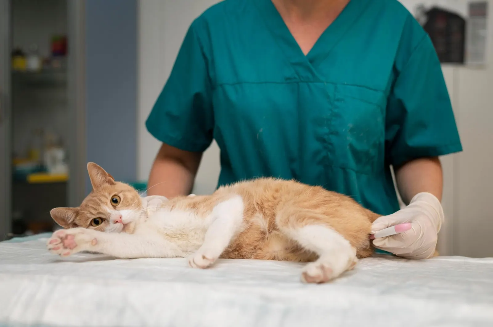 Veterinarski center Mlakar — spletna stran